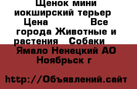 Щенок мини иокширский терьер › Цена ­ 10 000 - Все города Животные и растения » Собаки   . Ямало-Ненецкий АО,Ноябрьск г.